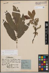 Foto von Salix cinerea L. x Salix viminalis L.